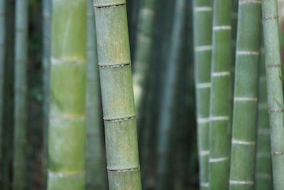 bamboo forest foods
