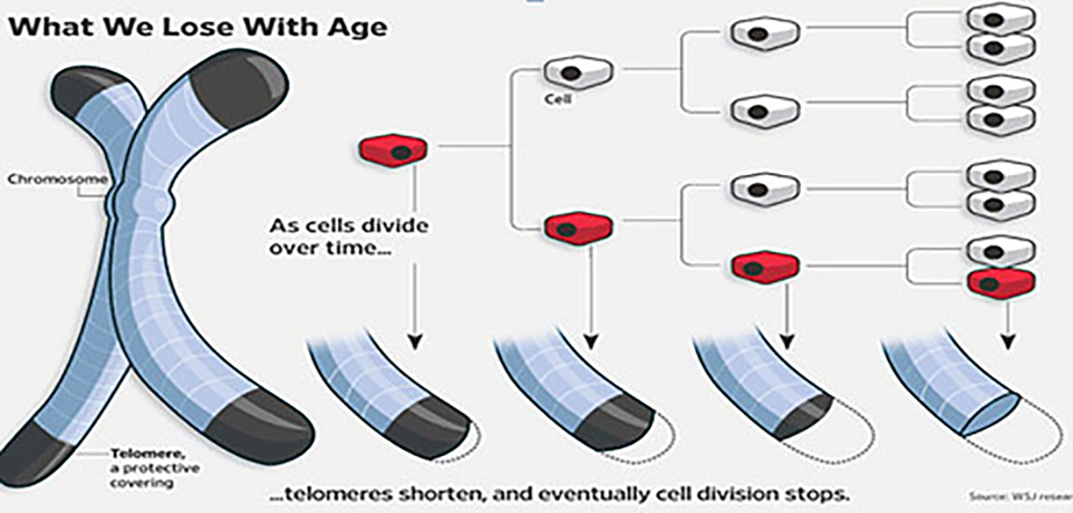 Telomere Shortening in Cell