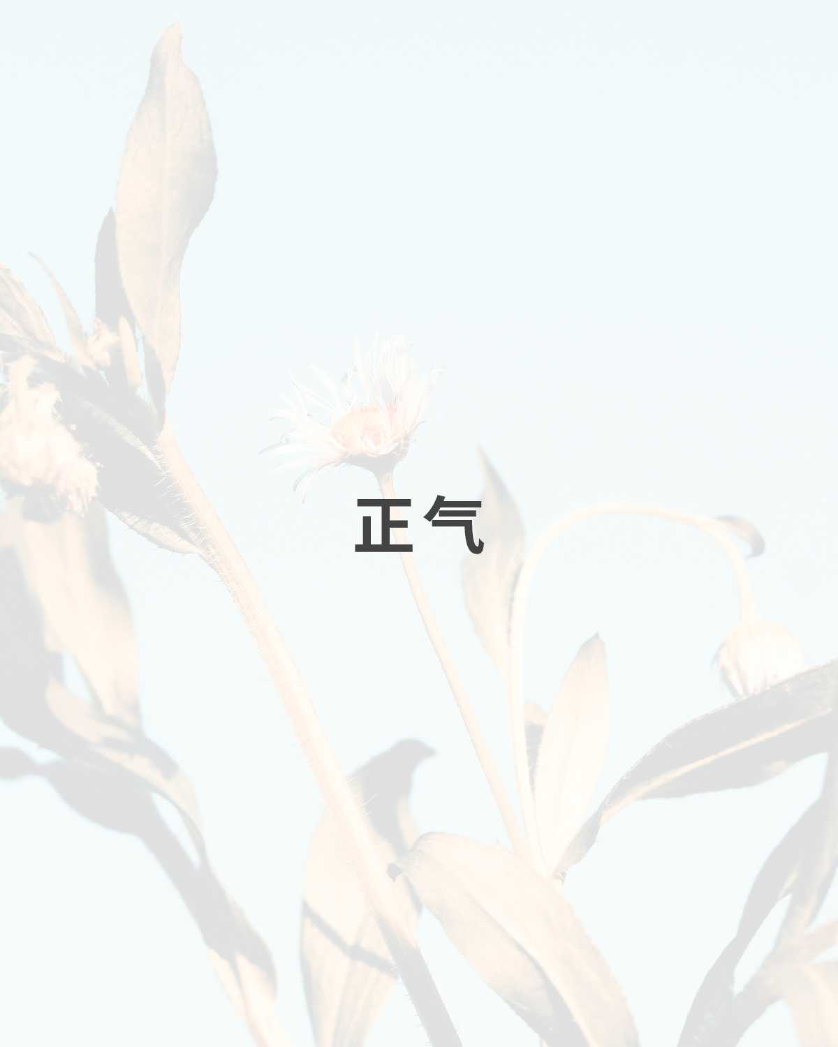 Image portraying a balanced figure with harmonized energy fields, representing Zheng Qi (Upright Qi) as the body's overall defensive and regulatory energy.