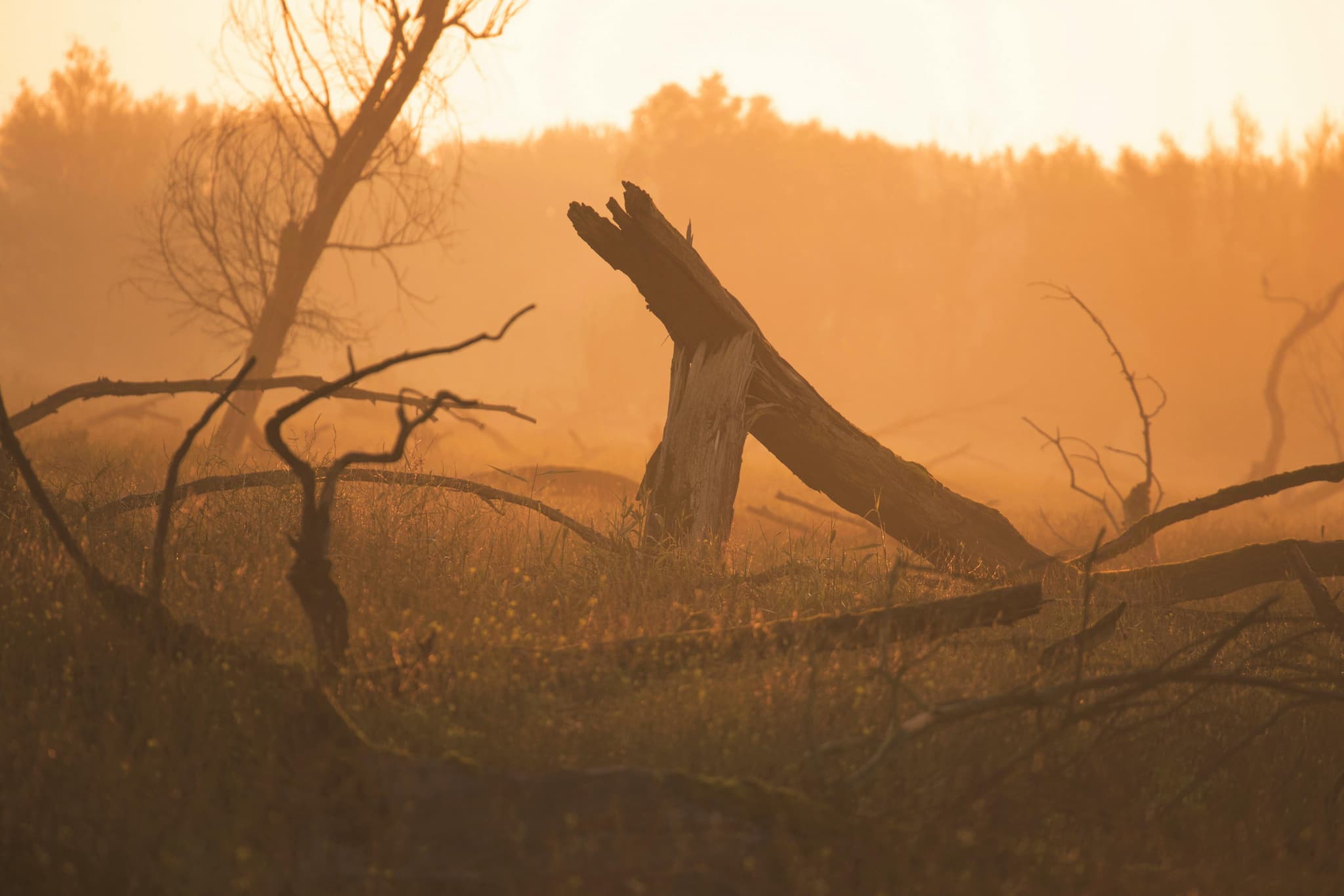 Image of Fallen Tree