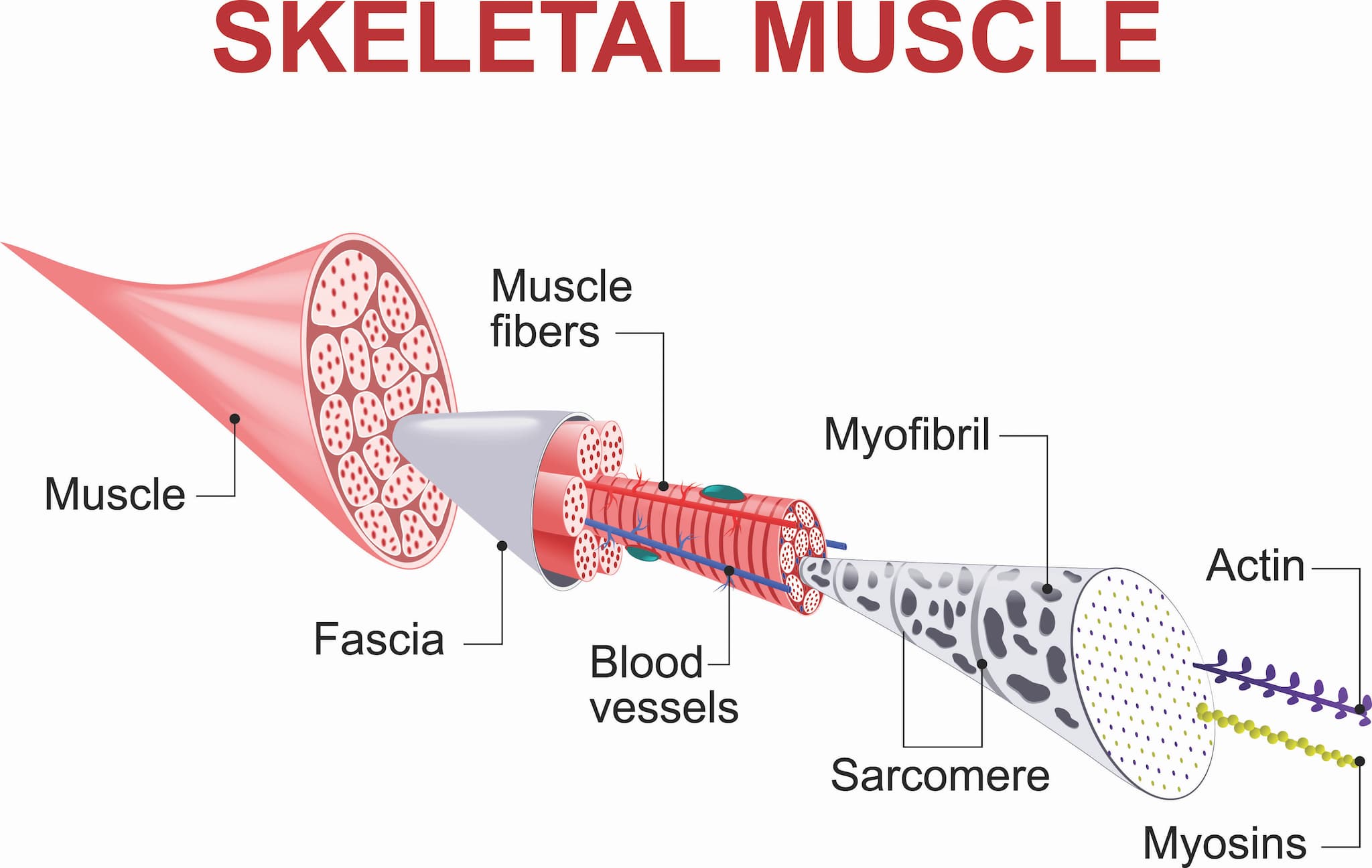 Image of Muscle Fibers
