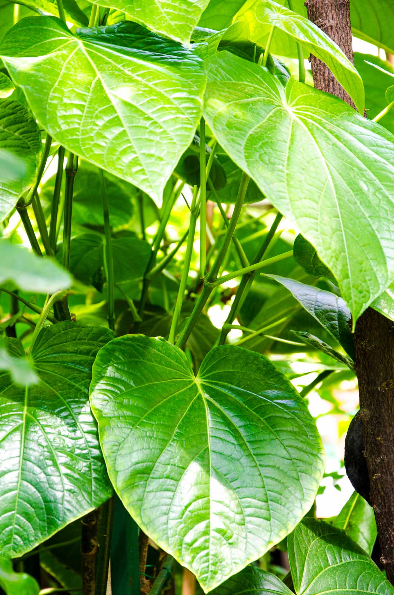 Piper methysticum plant with heart-shaped green leaves, the source of kava root.