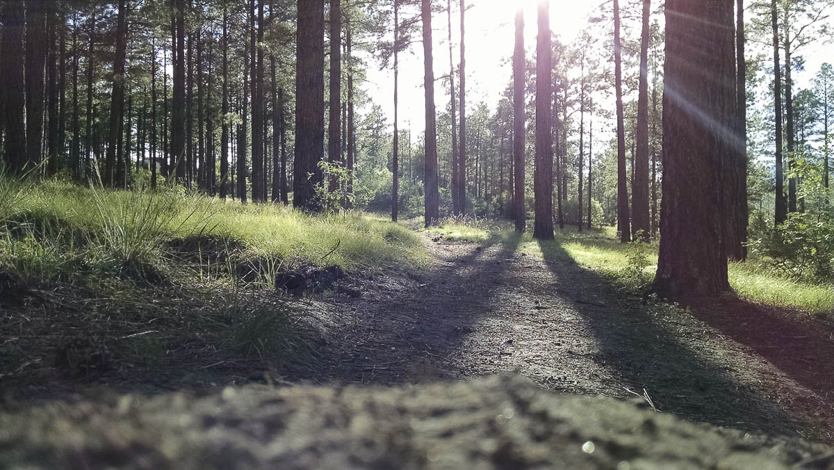 A wide-angle view of a quiet pine forest in autumn, with golden leaves and soft sunlight streaming through the trees.