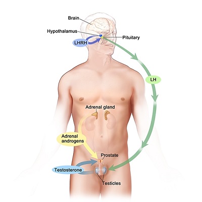 The Androgen/Testosterone Loop