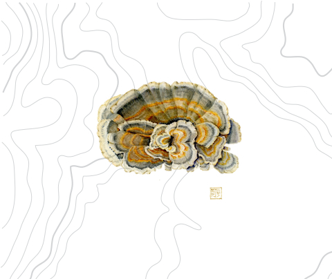 Turkey Tail Botanical Drawing Turkey Tail Botanical Drawing
