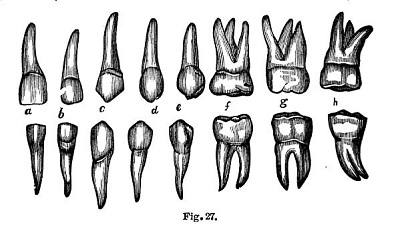 Building Tooth Health (and a new understanding of our teeth)