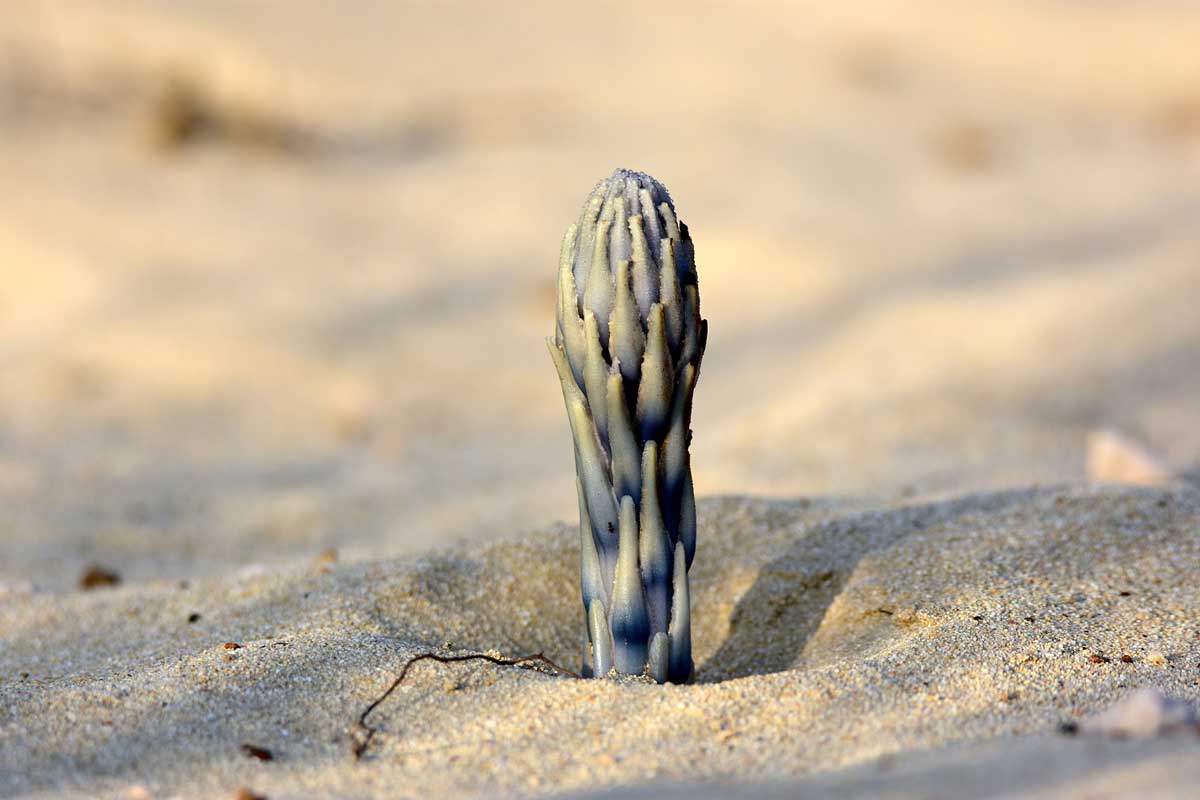 Wild-Harvested Cistanche Tubulosa