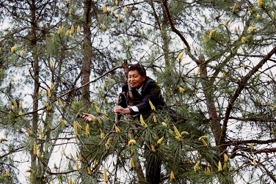 Wild-harvesting Pine Pollen