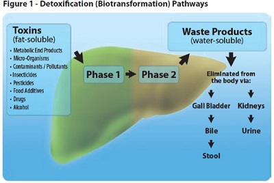 Liver Detoxification and Estrogen