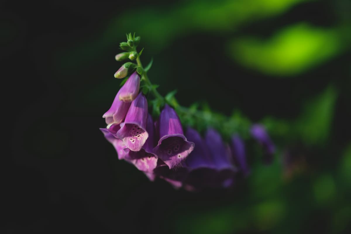 Foxglove and Digoxin