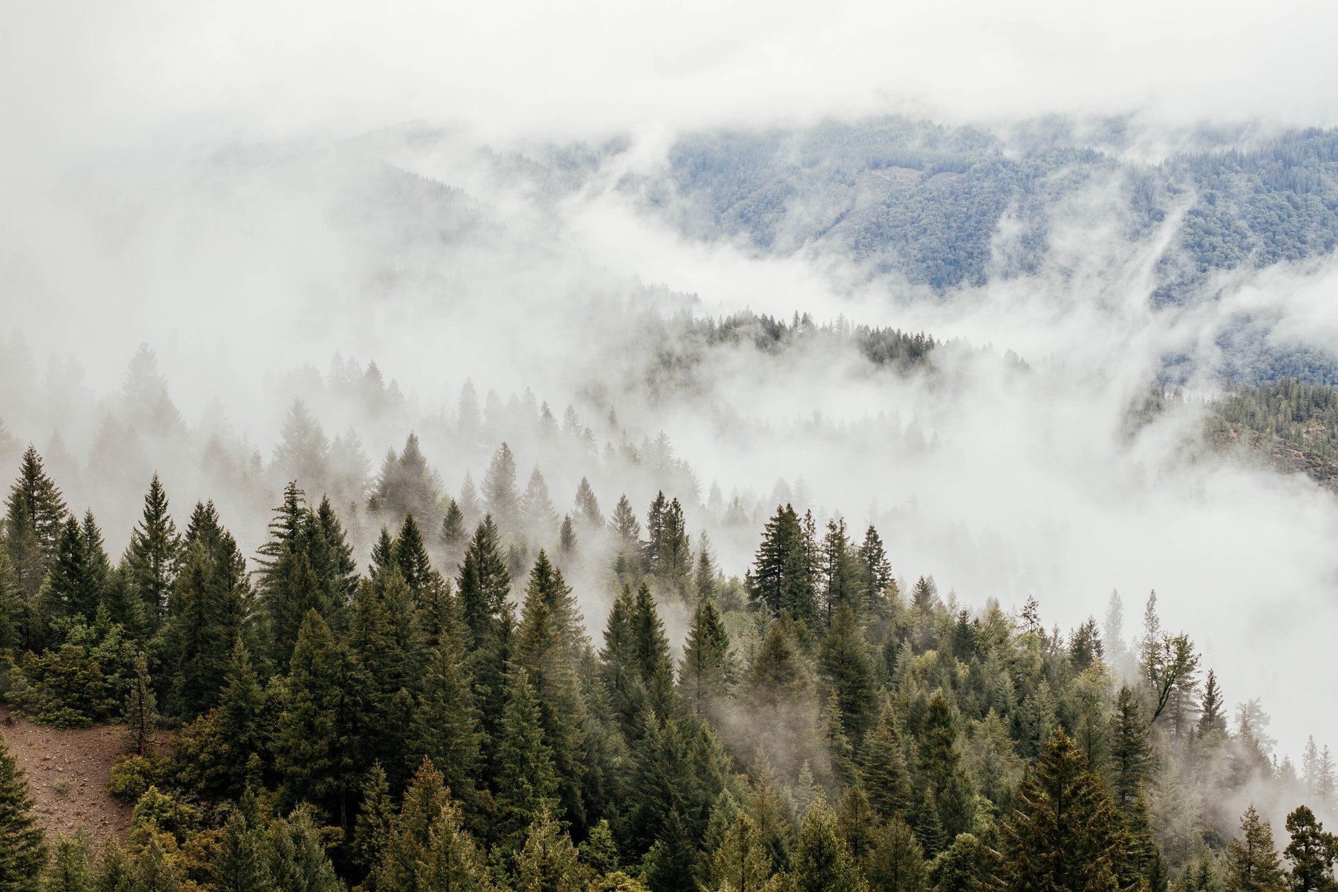A dense forest of evergreen trees covered in a layer of mist, with hills in the background partially obscured by fog.