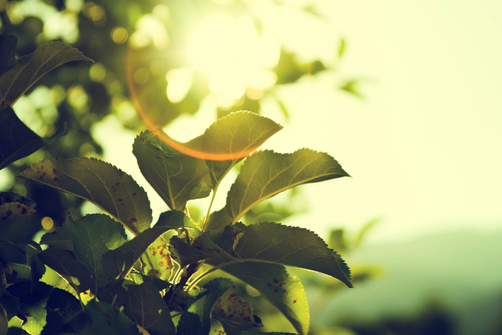 plants growing in sun