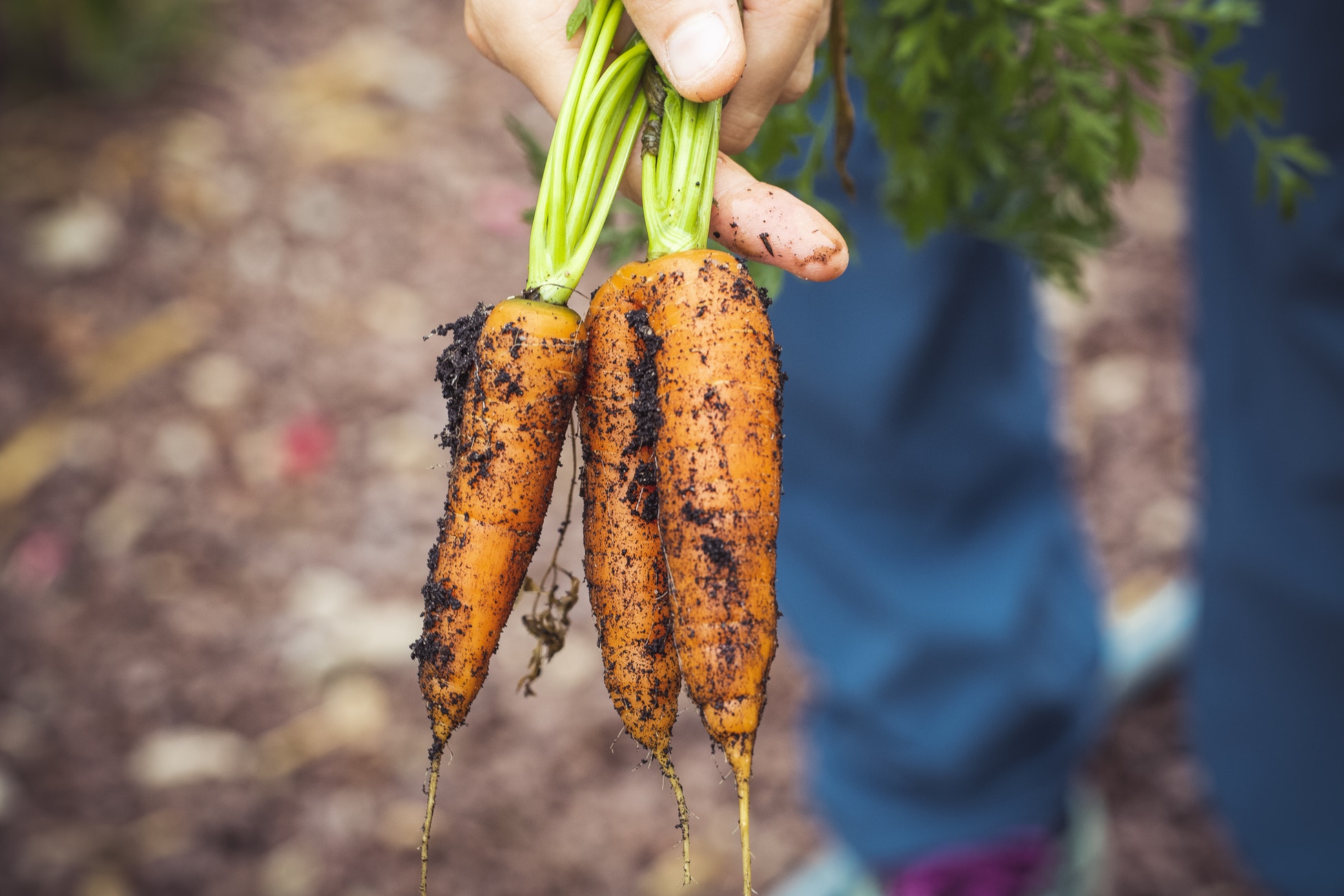 baby carrots extreme