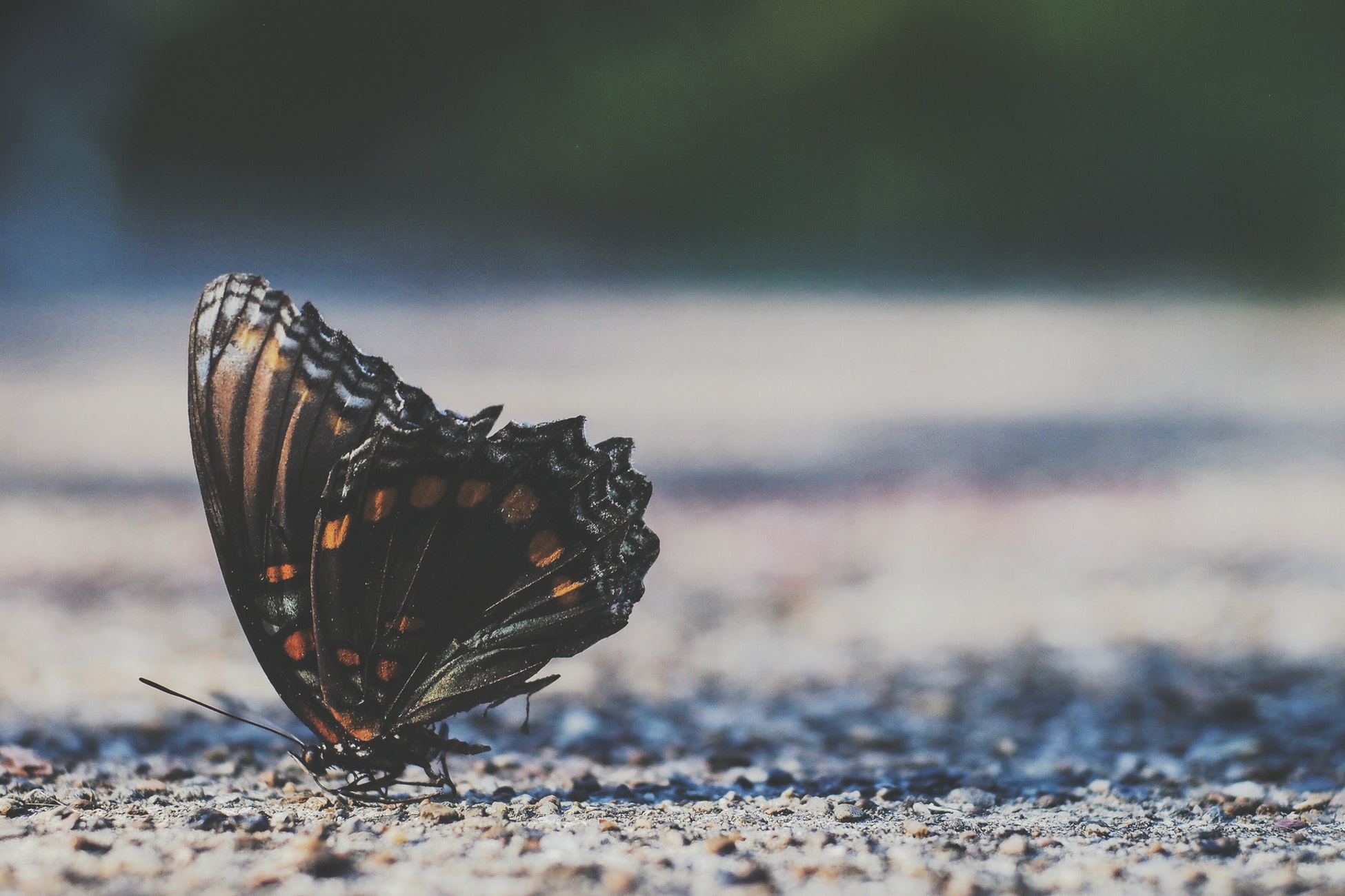 wild forest butterfly