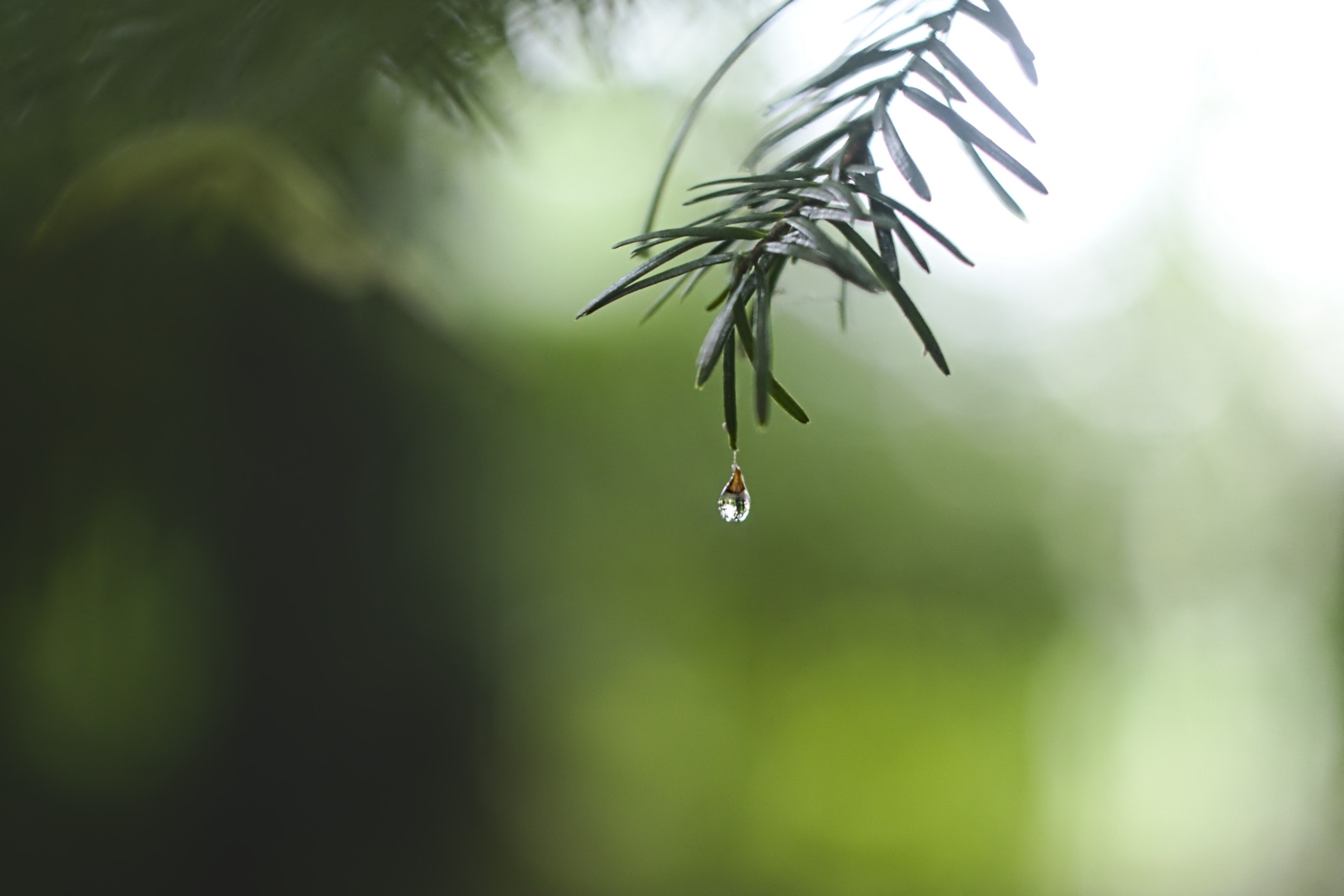 wild harvesting pine pollen