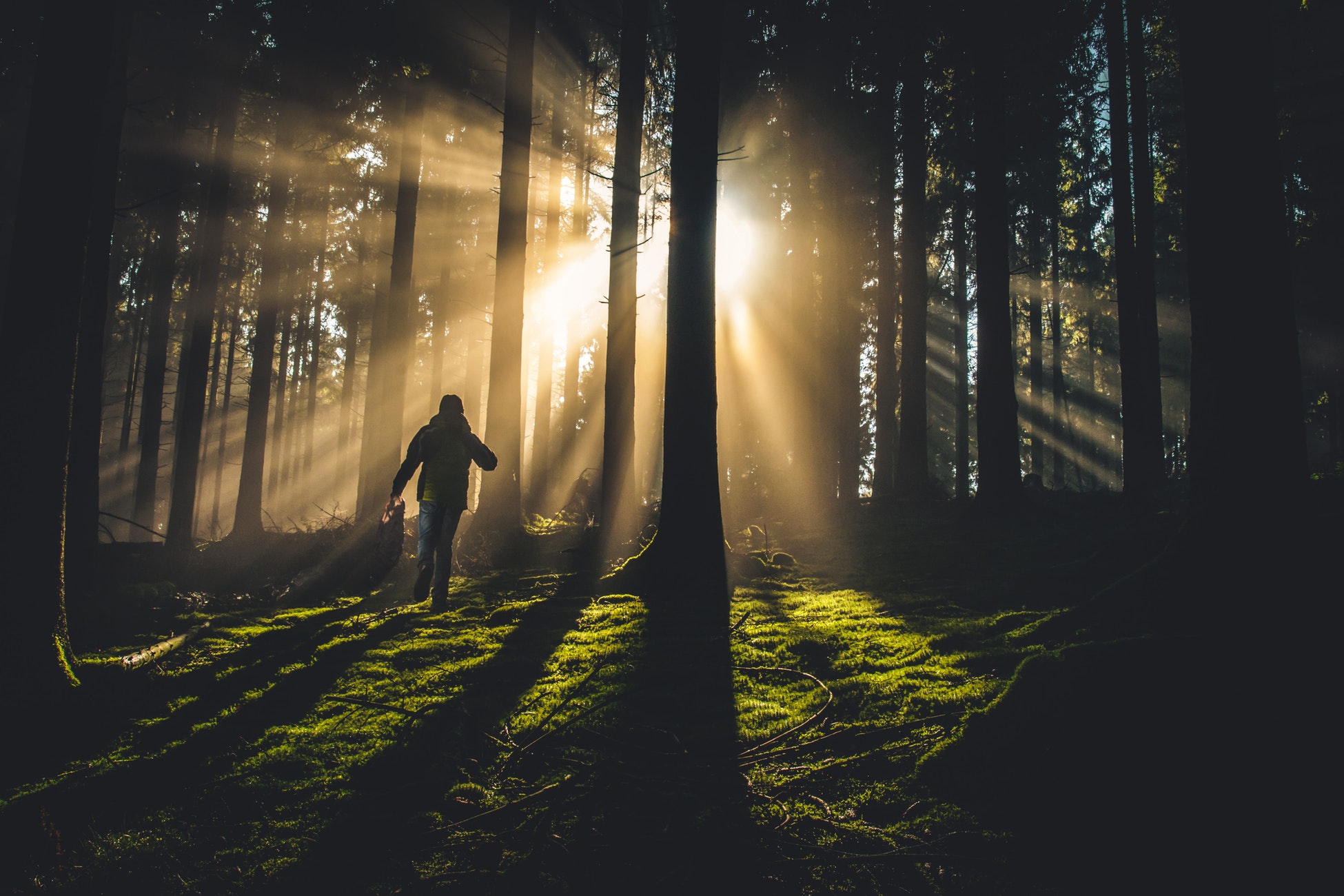 wild forest foods