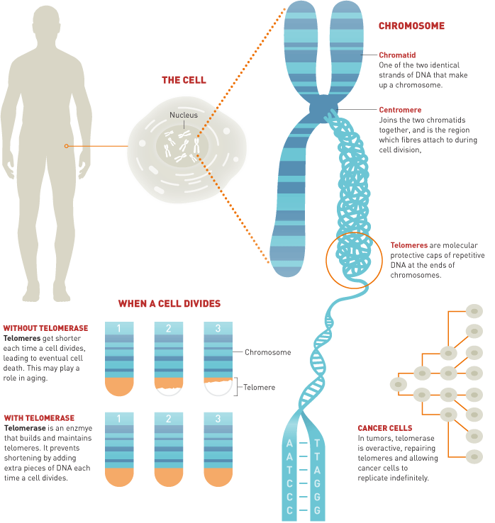 Illustration showing the structure and function of telomeres in human chromosomes.