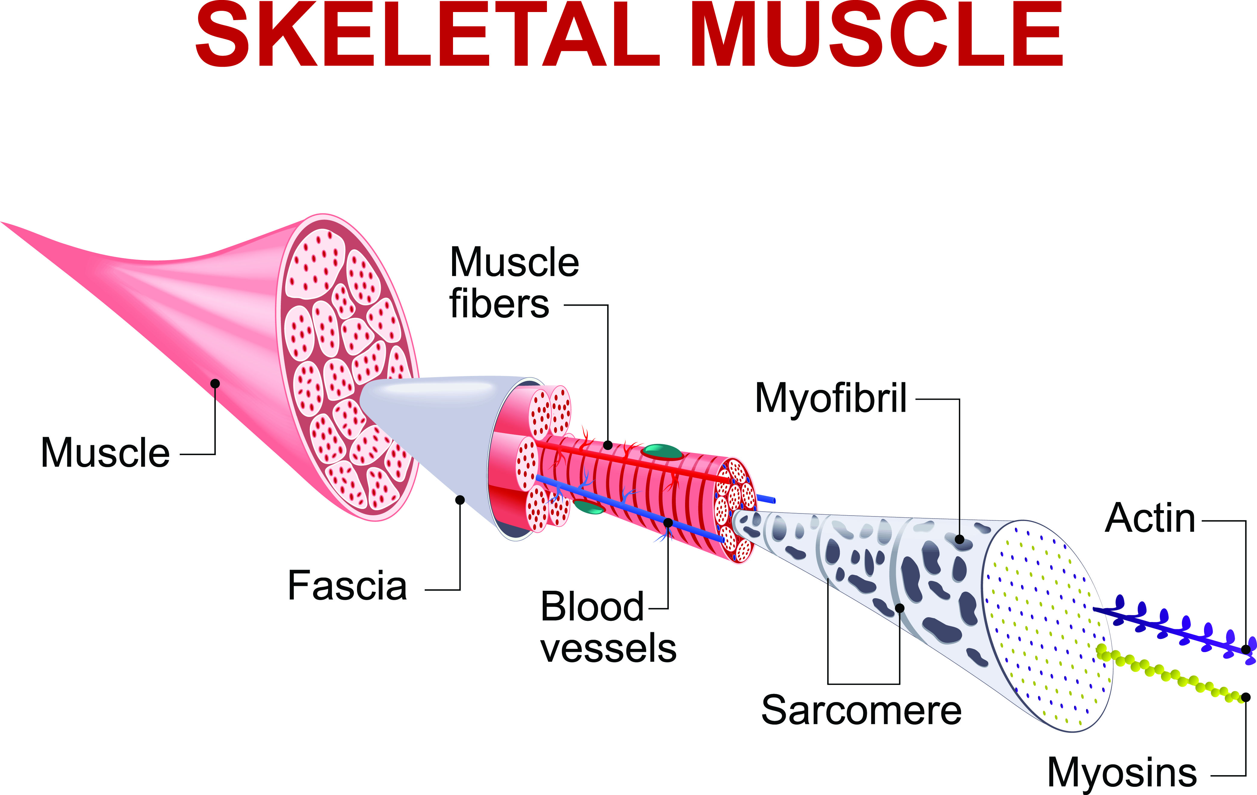 skeletal muscles