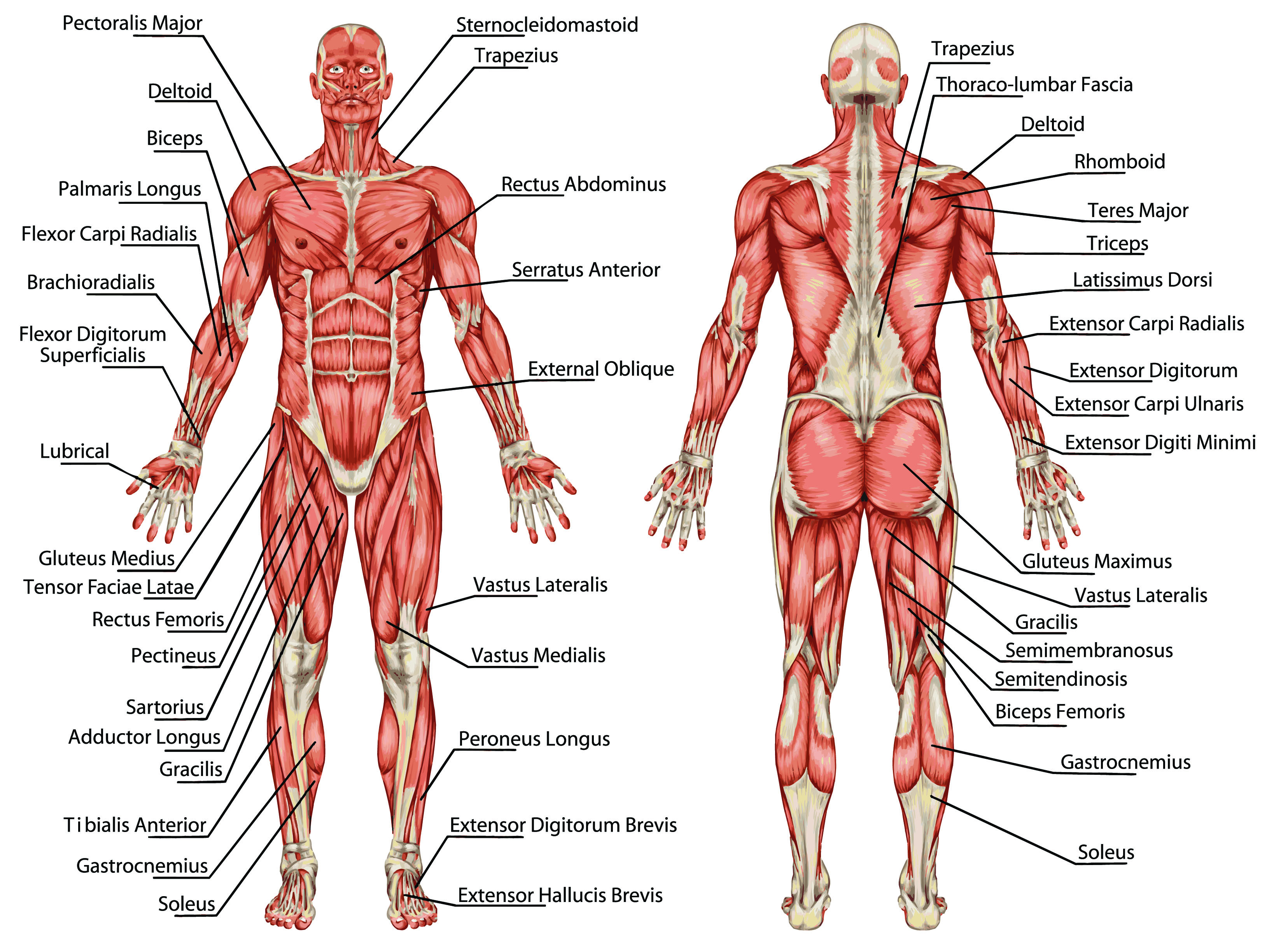 muscular system.
