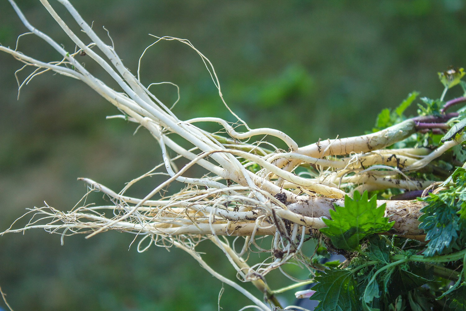 nettle root wild