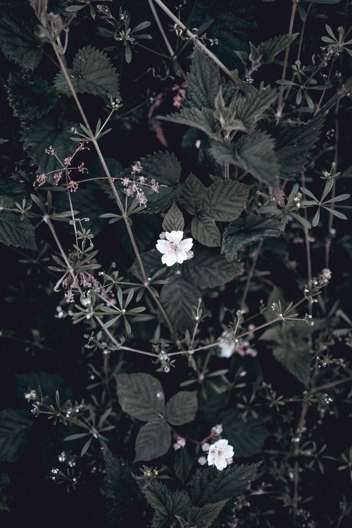 Nettle Root and Women's Hormonal Health
