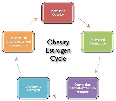 Obesity Estrogen Cycle