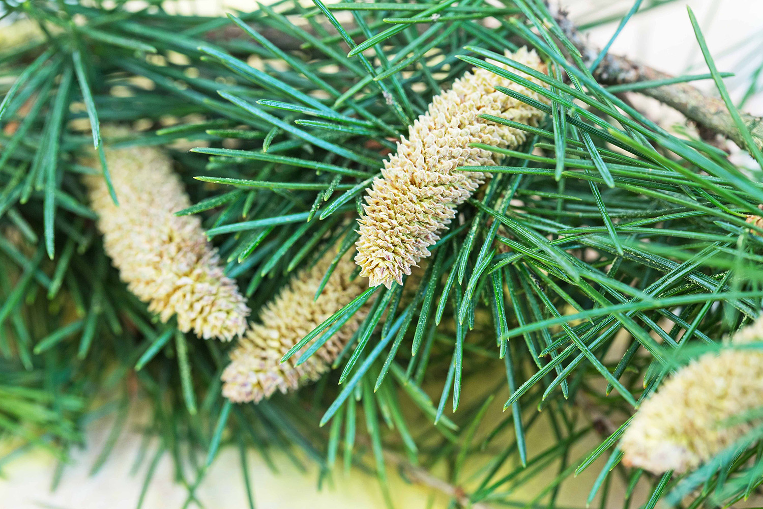 pinus massoniana empty atkins