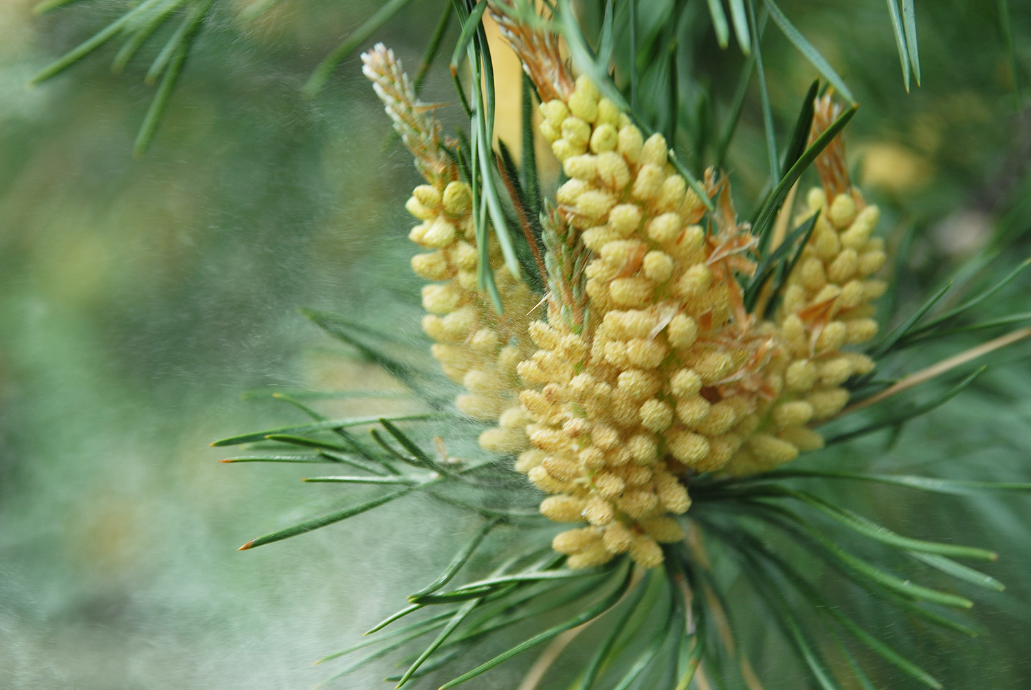 pinus massoniana pollen wind