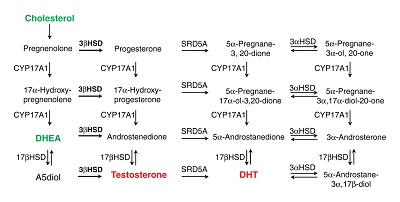 Progesterone and Testosterone in Men
