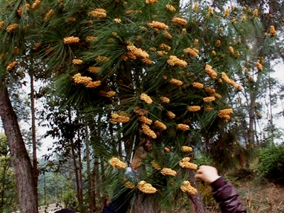 ripe pine pollen catkins
