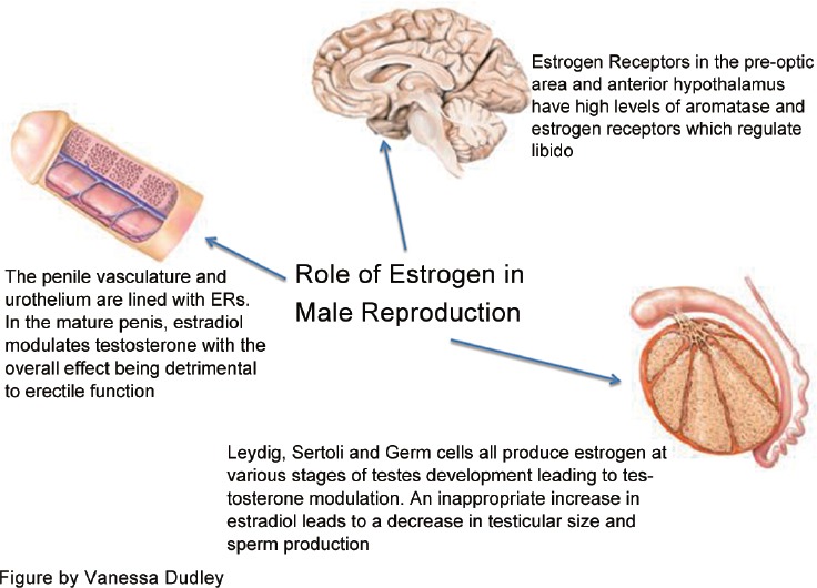Illustration showing the role of estrogen in male reproduction