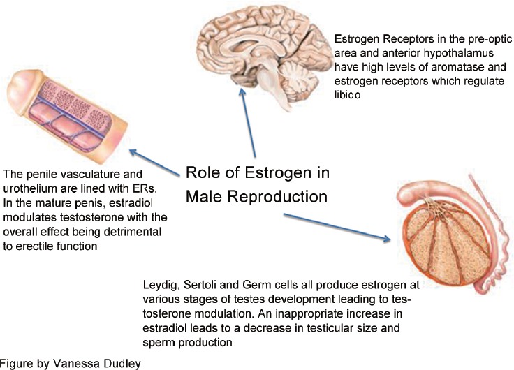 Illustration showing the role of estrogen in male reproduction