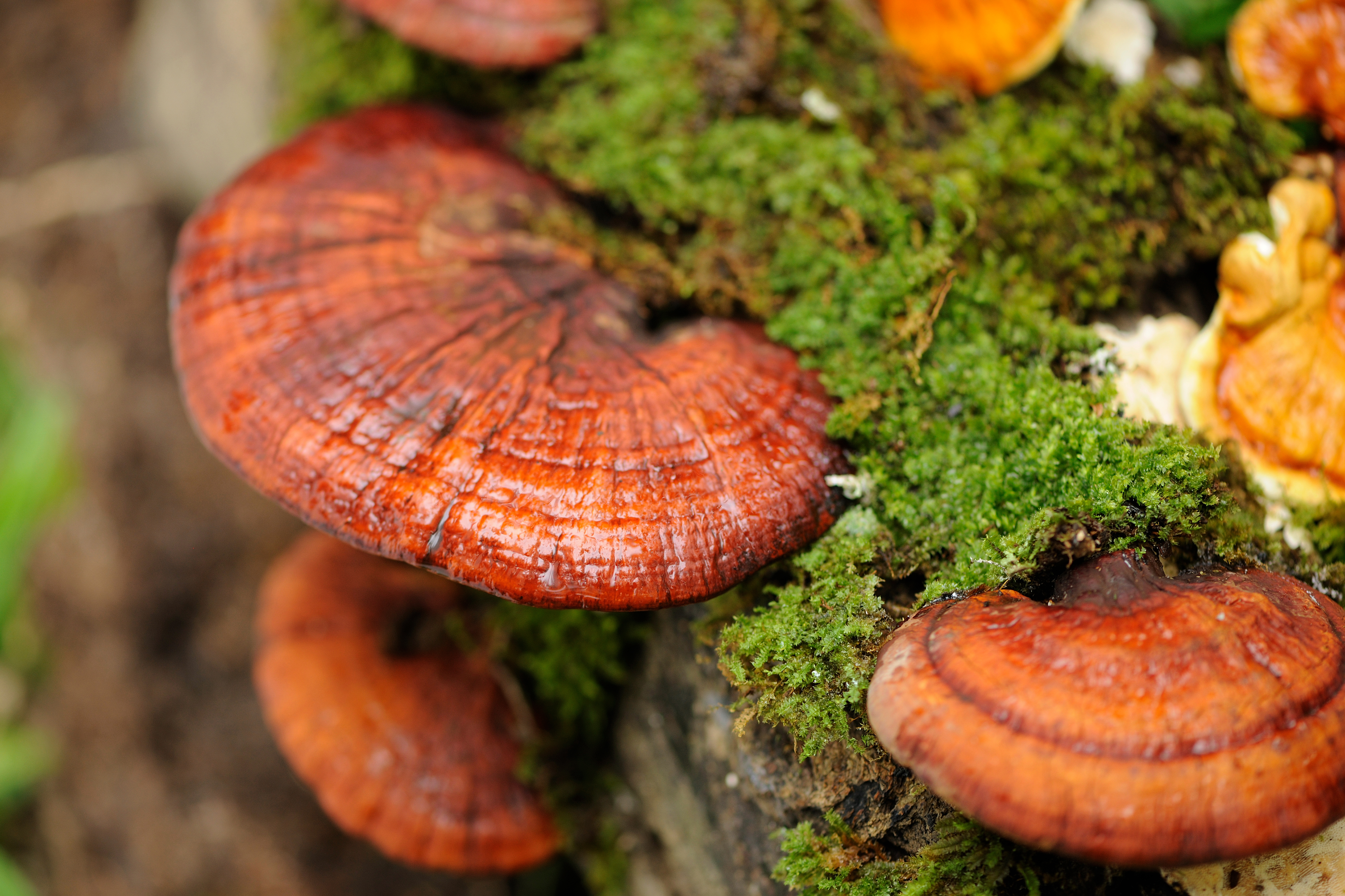 reishi mushroomm