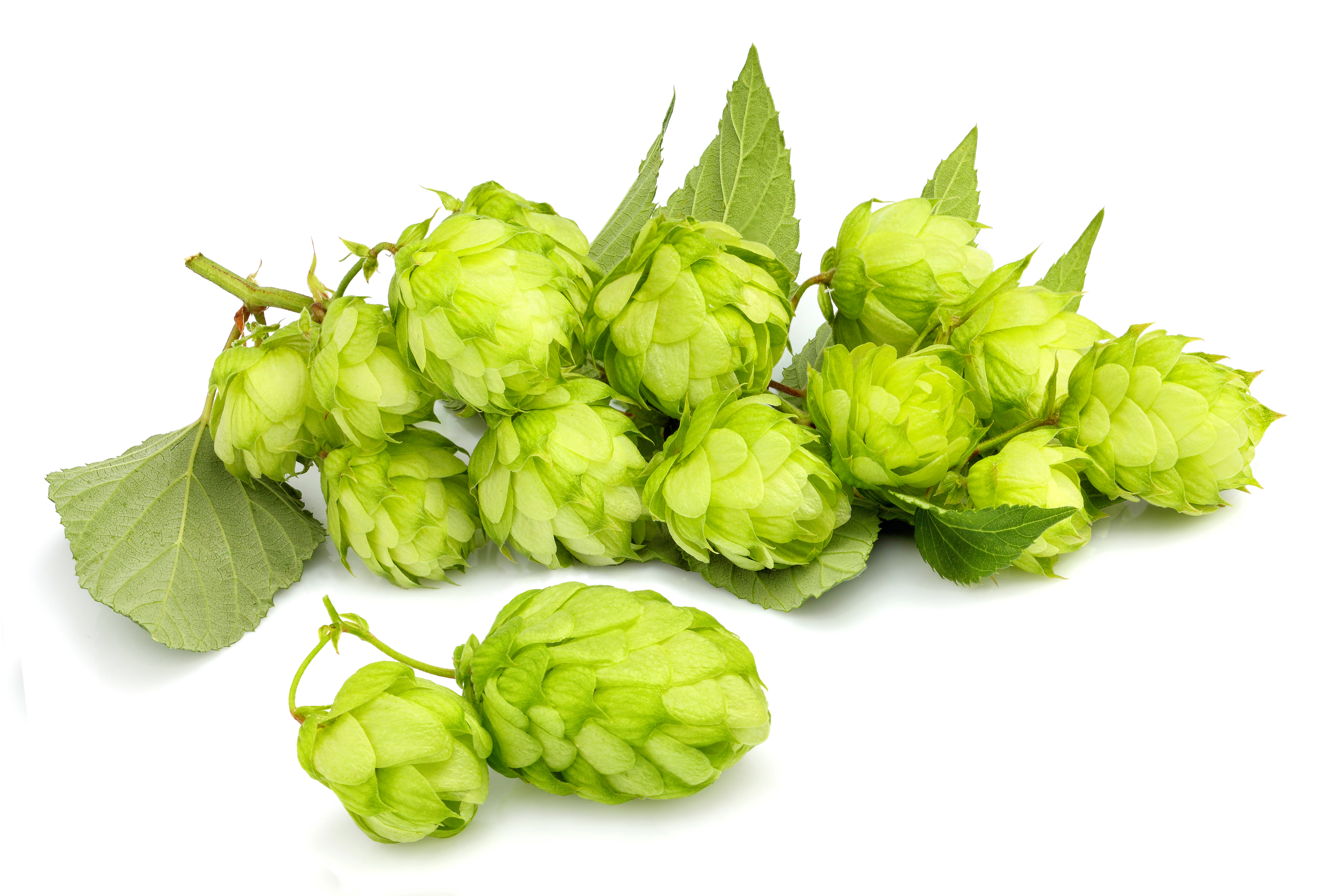 Hops as a cause of high estrogen in men and women