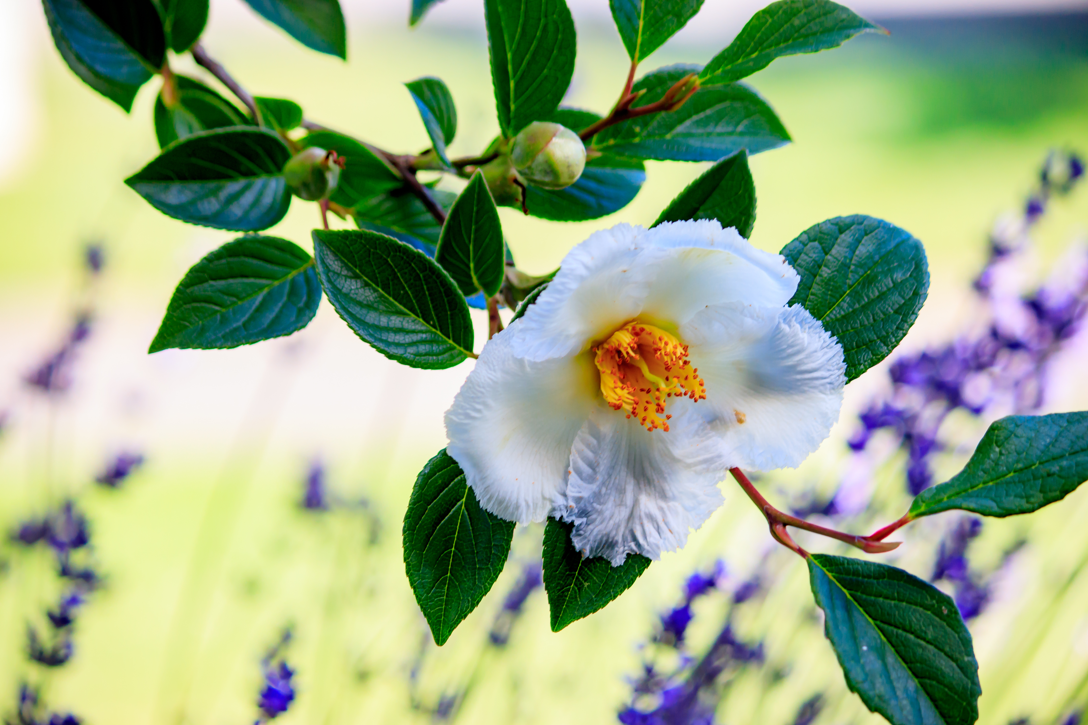 camellia sinensis divine flower