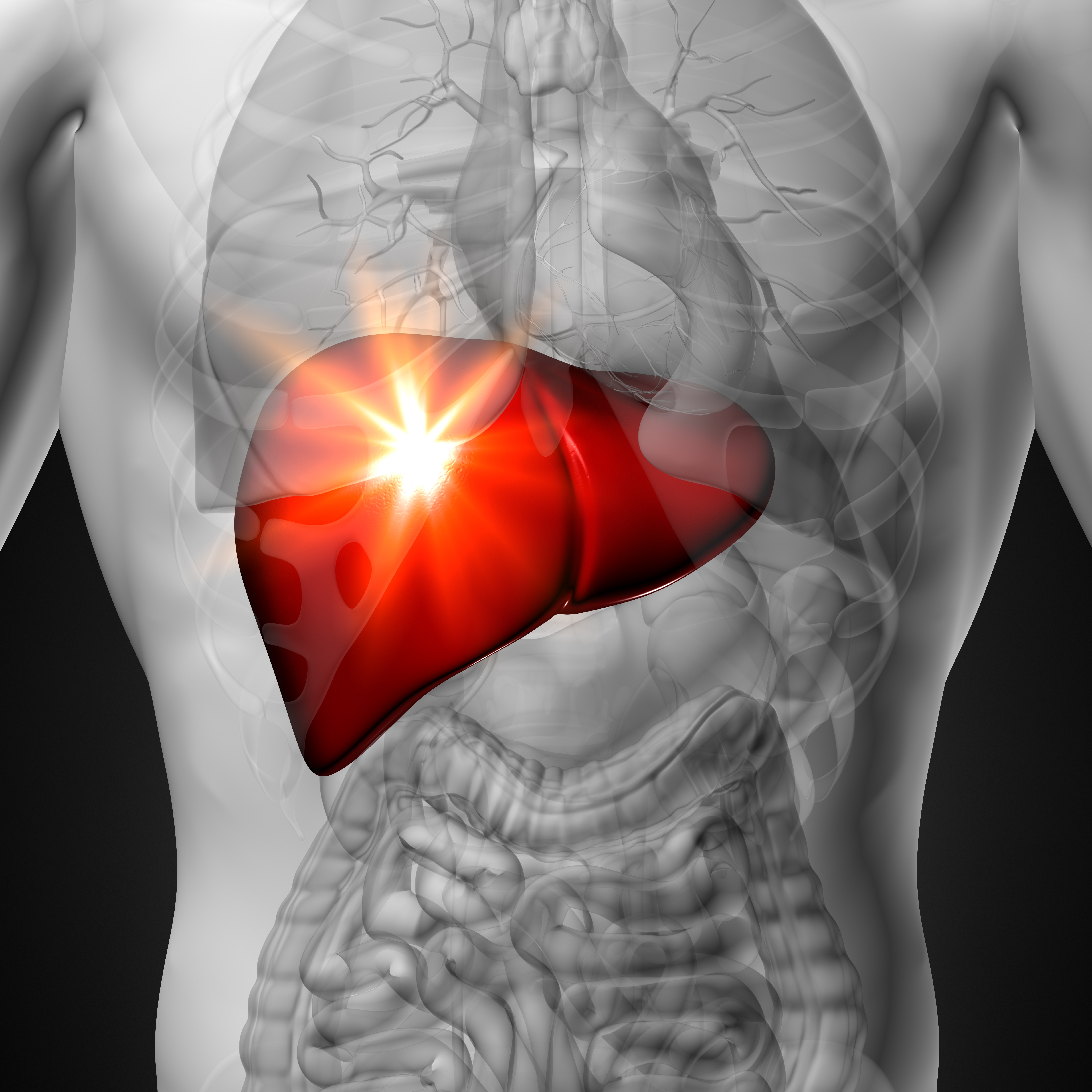 liver health and estrogen dominance