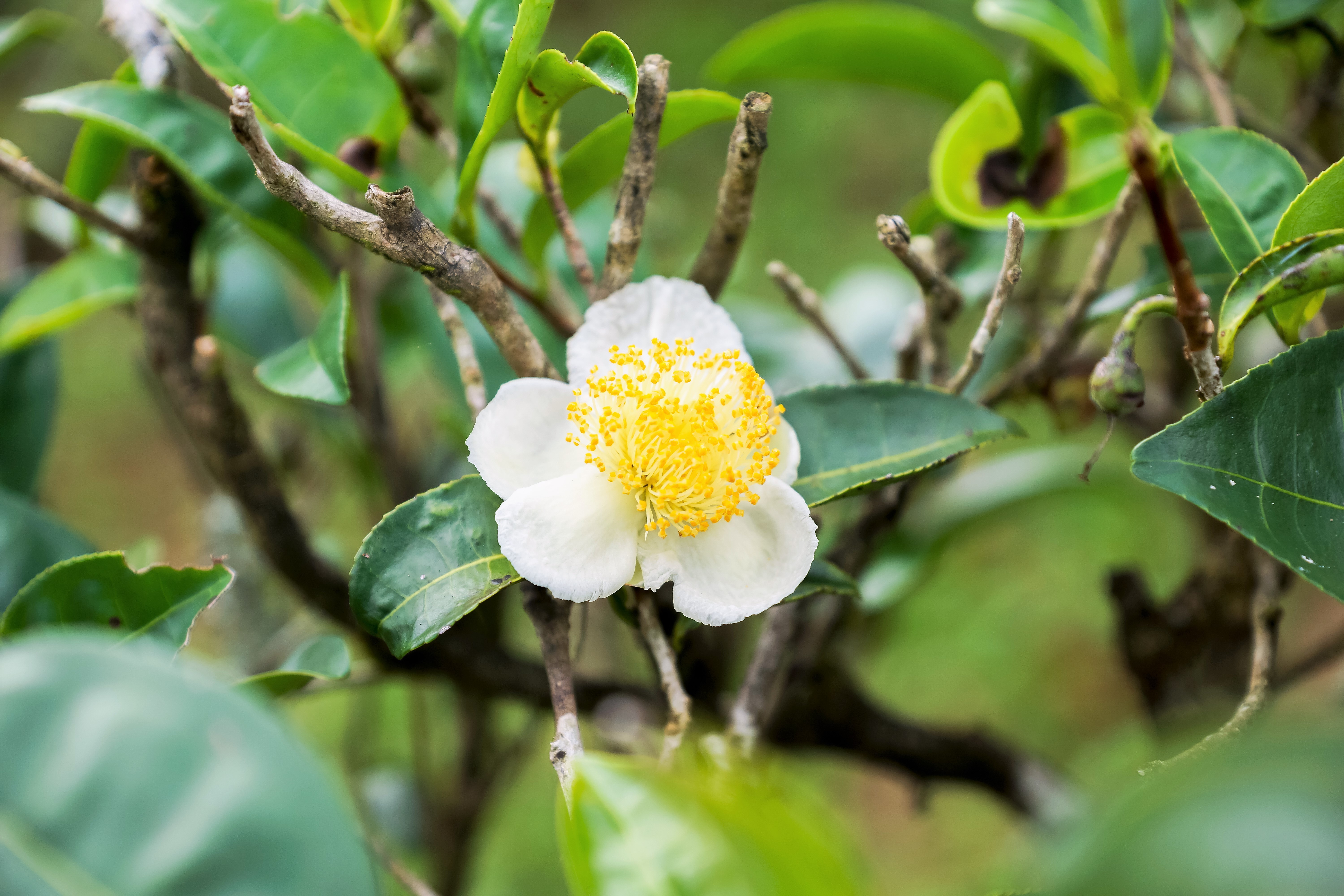 camellia sinensis pollen