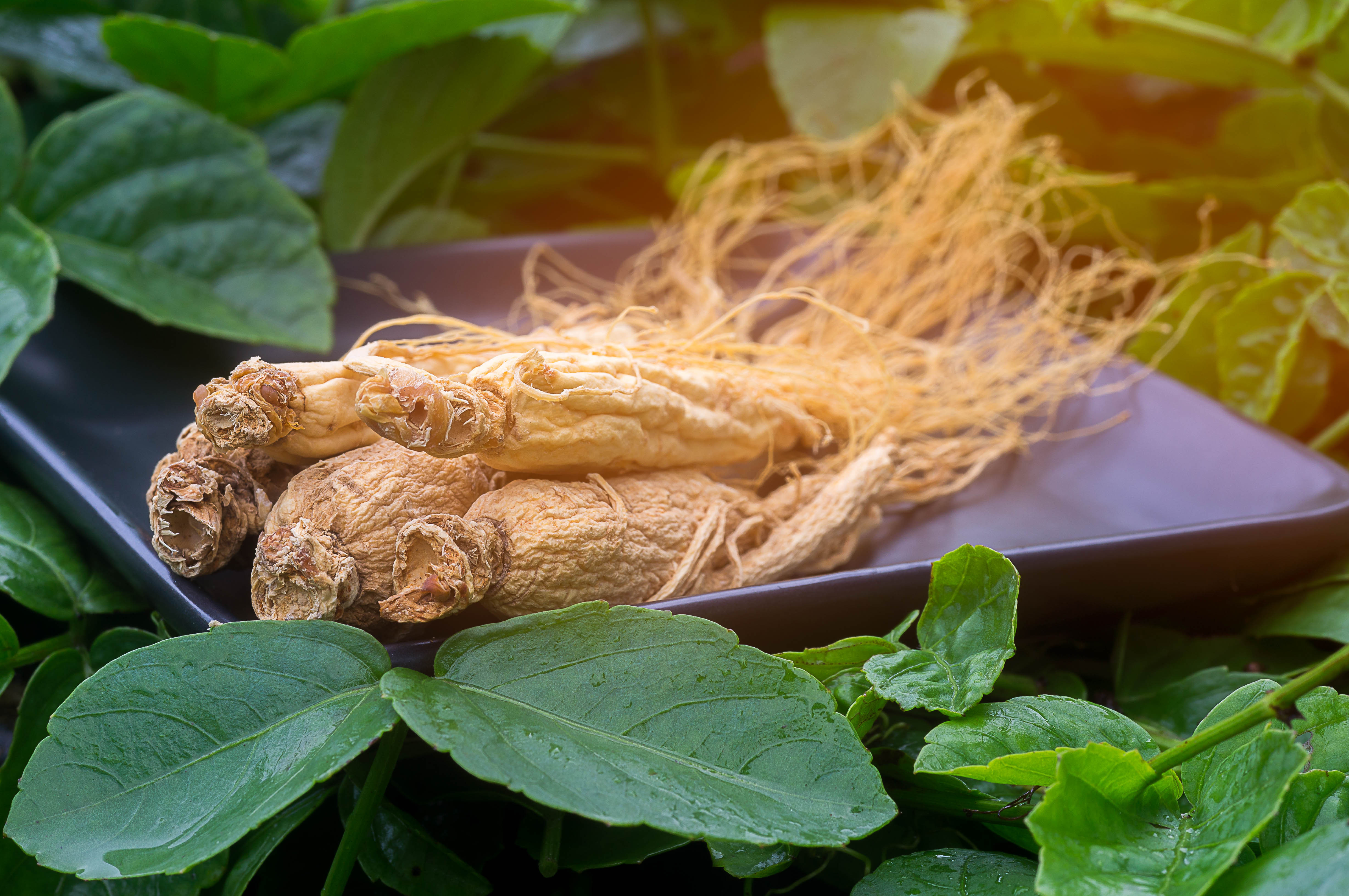 ginseng plate stock