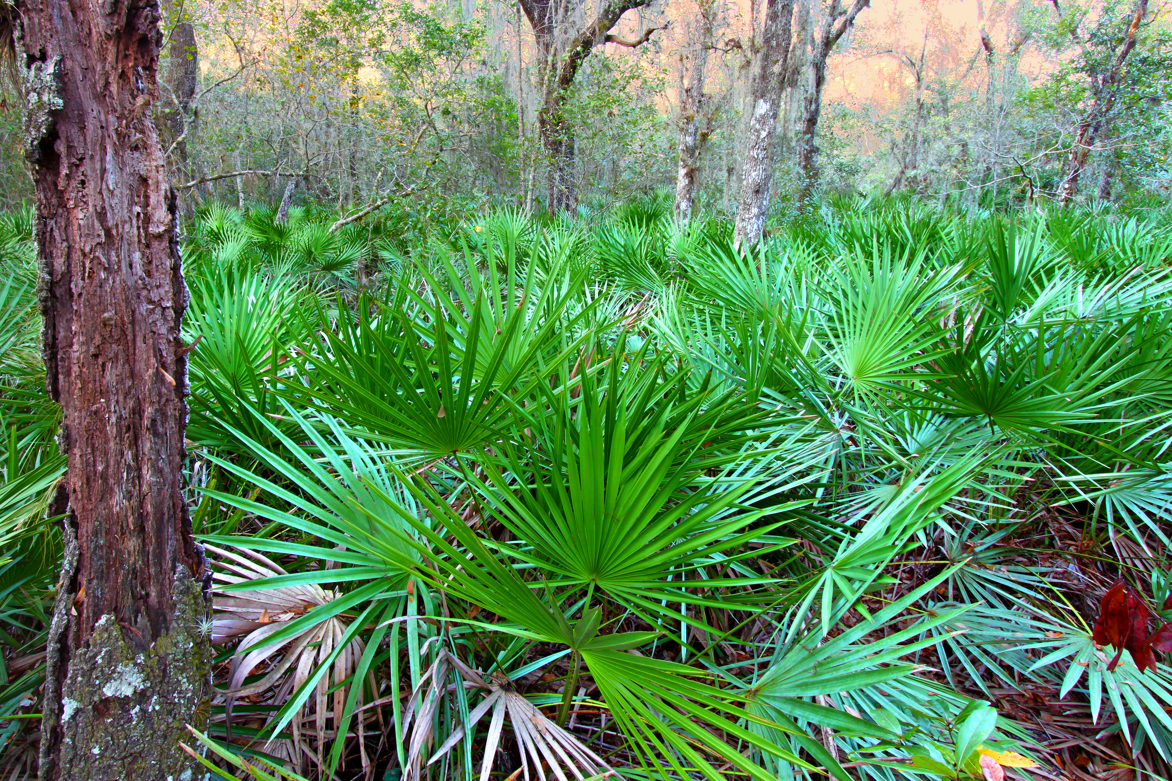 saw palmetto