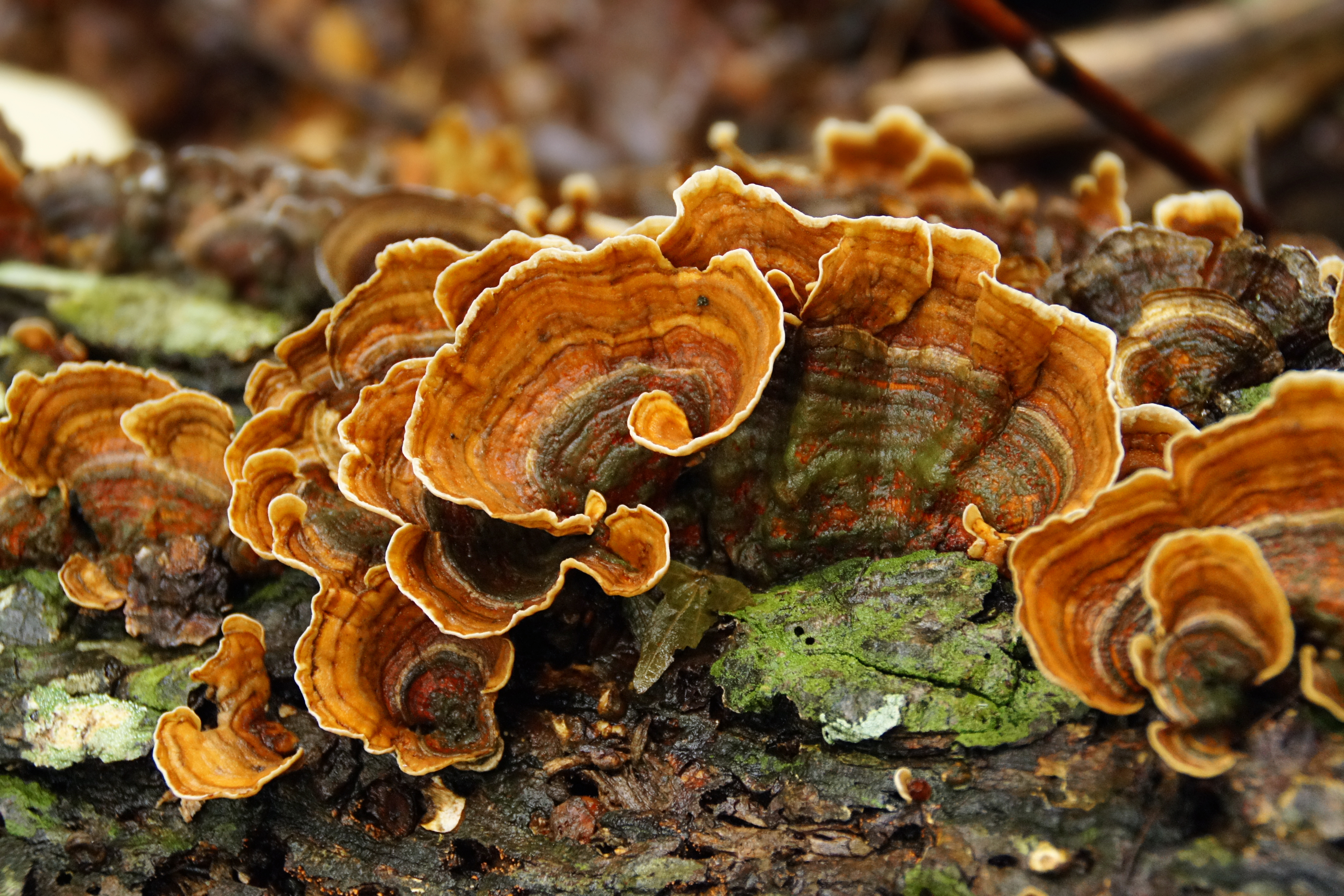 orange turkey tail mushroom