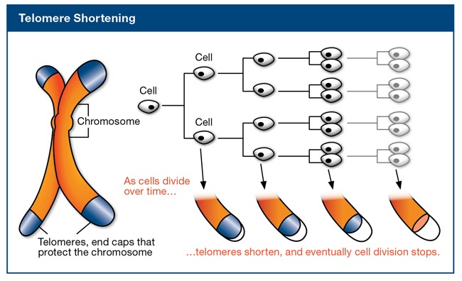 Stress and Telomeres