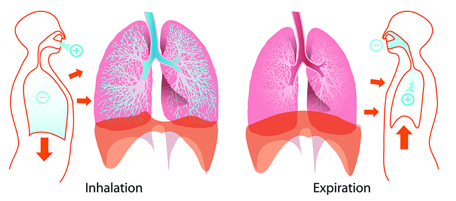 The Lung is a Zang organ