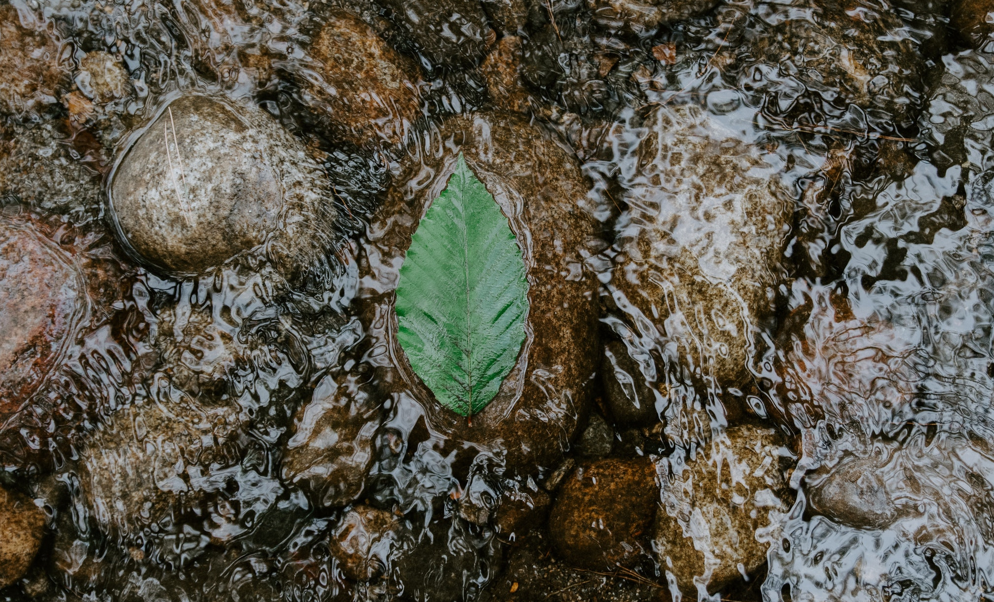 Wildlife Habitat