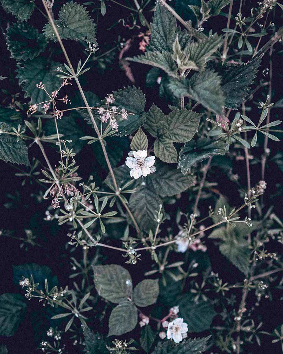 Stinging Nettle Plant - Wild-harvested Nettle Leaf and Root