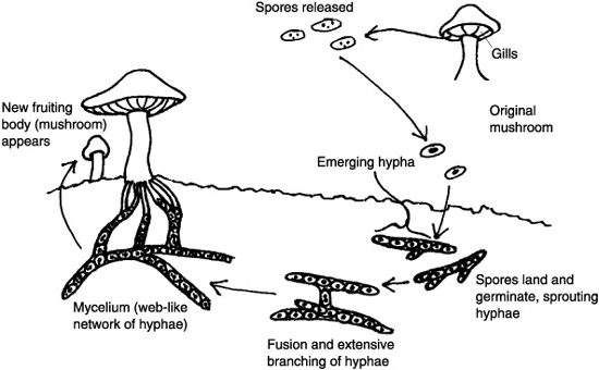 Diagram of the mycelium in the Reishi lifecycle