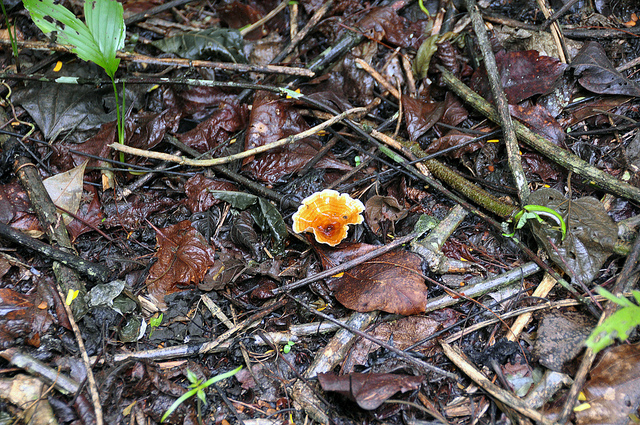 A young reishi mushroom growing