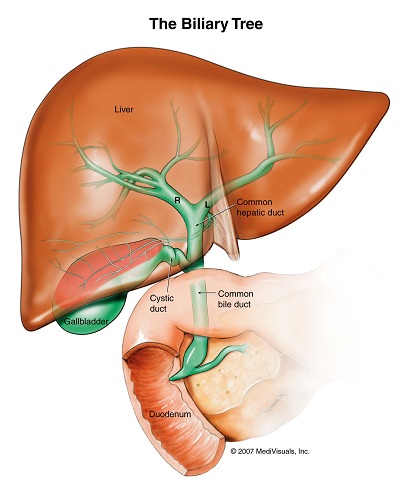 diagram of the human biliary tree, ducts through the liver, gallblader, pancreas